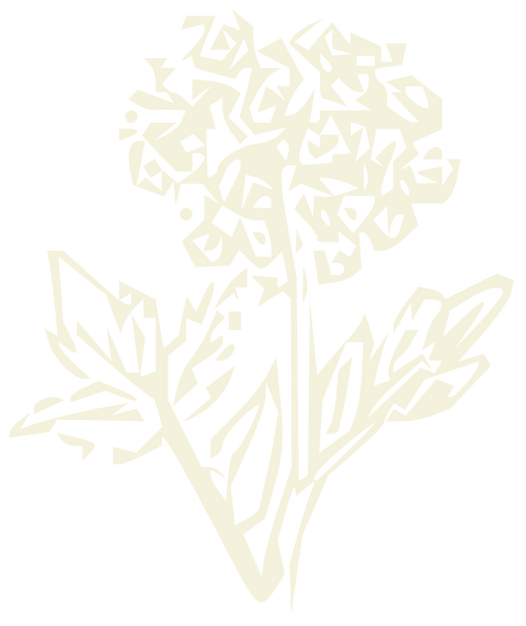 Angelica