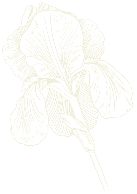 Radice di Iris
